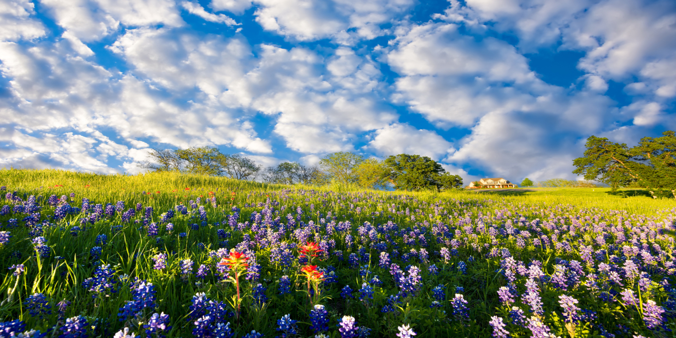 Schertz Cibolo Website