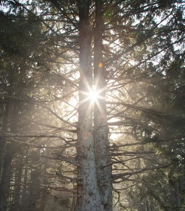 pexels-jake-pnw-2031272