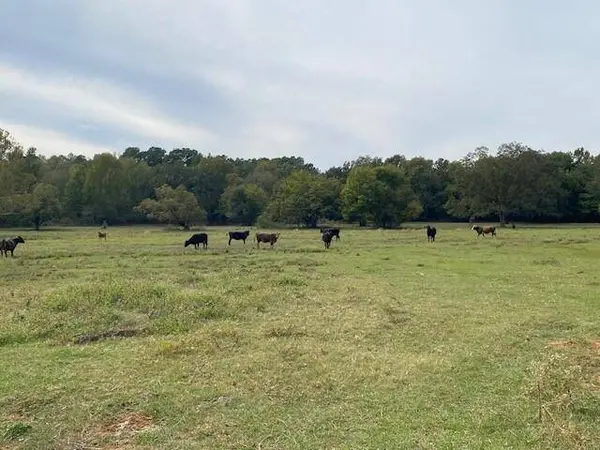 TBD Fm 315, Palestine, TX 75803
