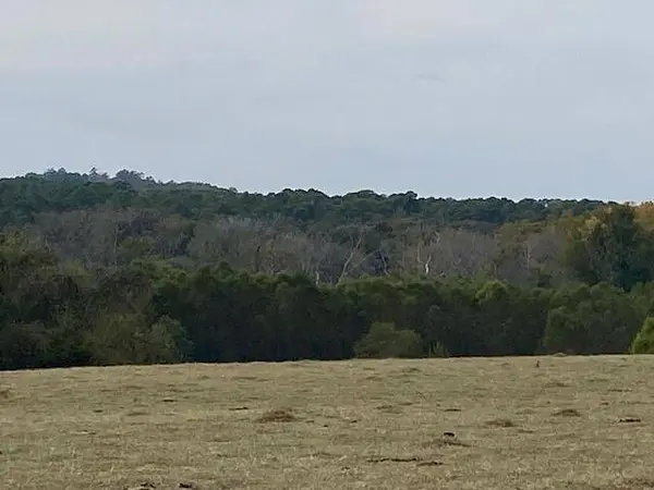 TBD Fm 315, Palestine, TX 75803
