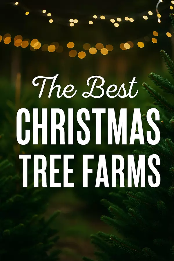 The Best Christmas Tree Farms