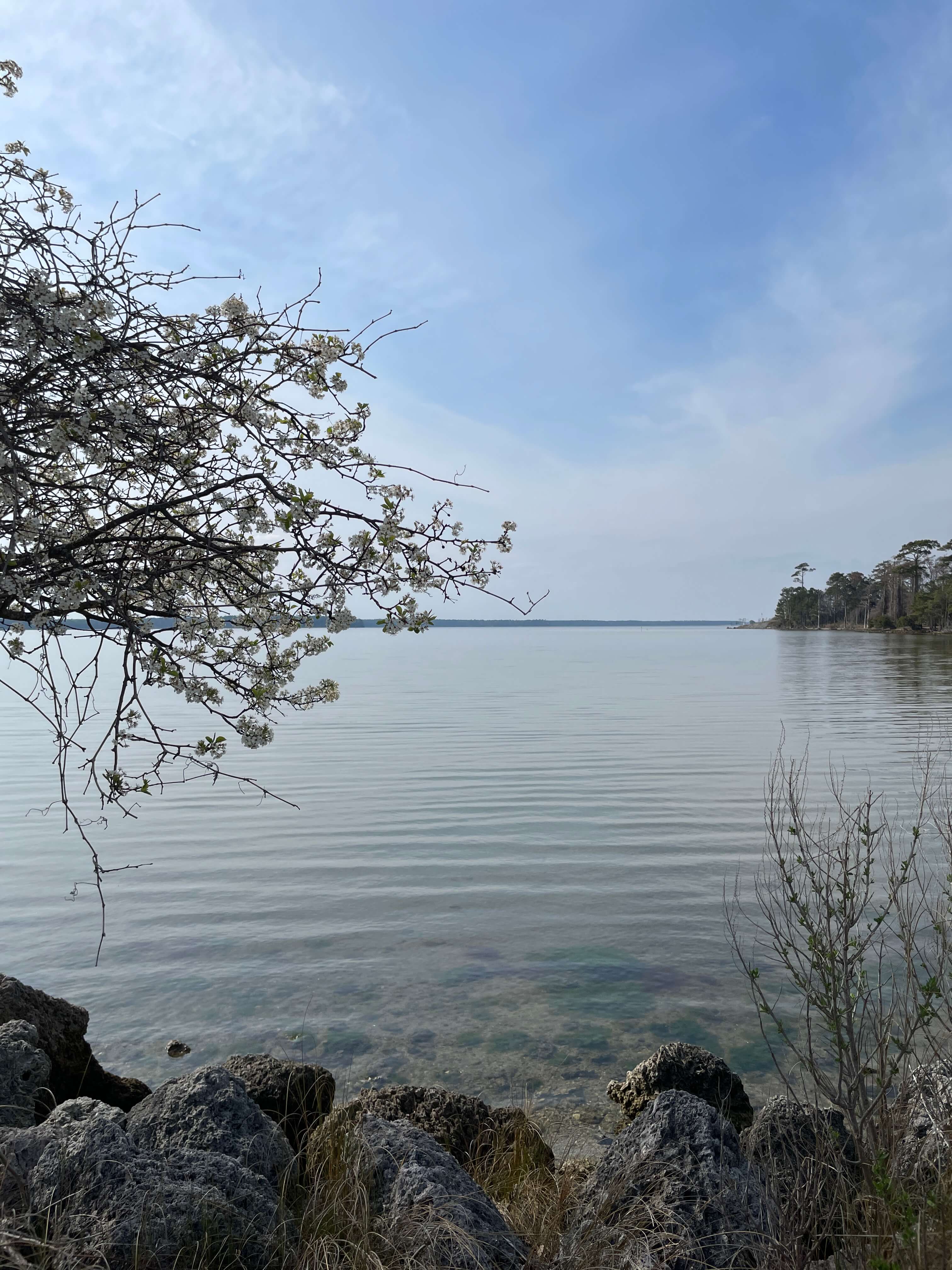 A view of the local Neuse River taken from a pier on Camp Lejeune, in Jacksonville, NC. There is a tree on the left, land with trees on the right, with the actual river in the center of the photo.