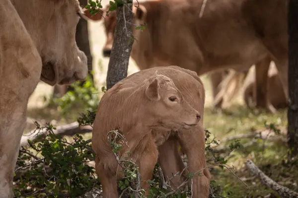 Texas Ag Exemptions for Ranch Land: What Livestock Buyers Should Know in 2026
