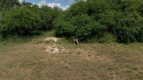 What South Texas Landowners Should Know About Conservation Easements