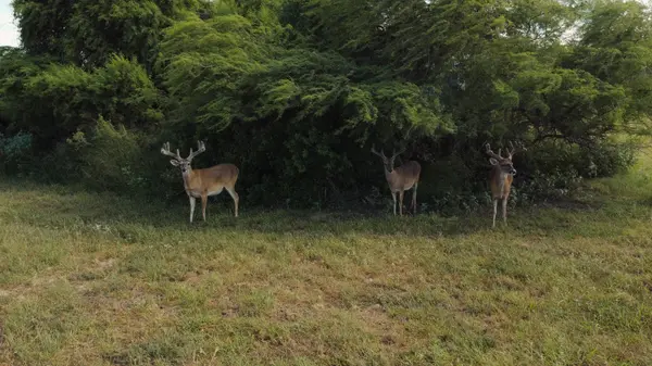 It’s Not Just About the Acres: What Makes a Good South Texas Hunting Property?
