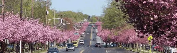cherry hill