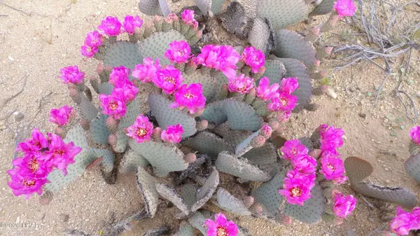 123-12-004 S Wild Bill Rd, Yucca, AZ 86438