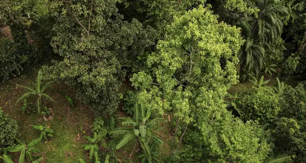 Forest Garden Lot Bastimentos