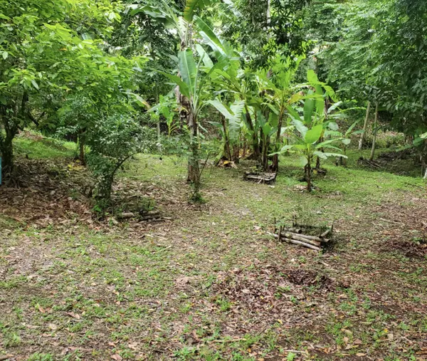 Forest Garden Lot Bastimentos