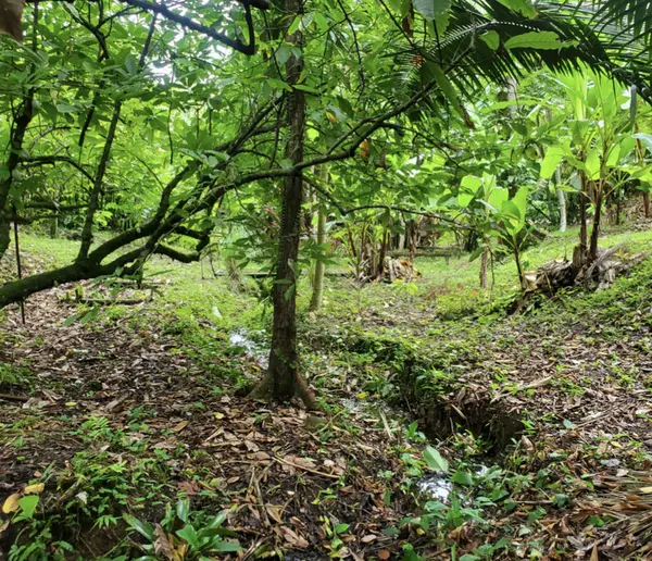 Forest Garden Lot Bastimentos