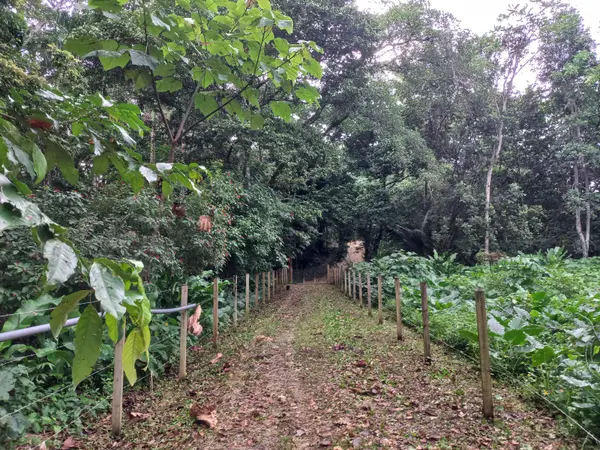 Hill Lot in Botanical Garden, Isla Colon,