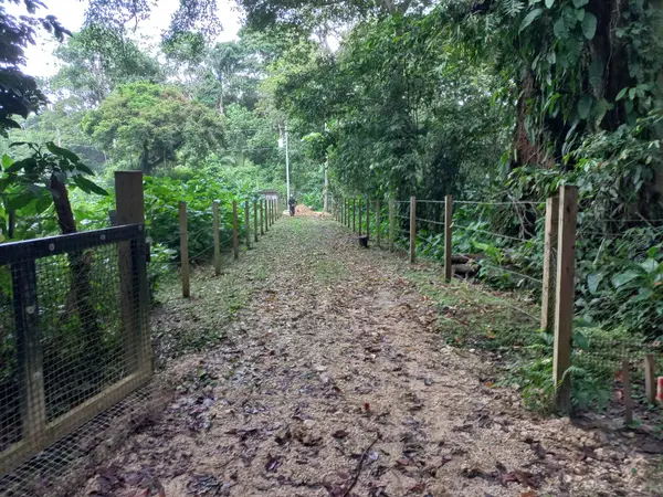 Hill Lot in Botanical Garden, Isla Colon,