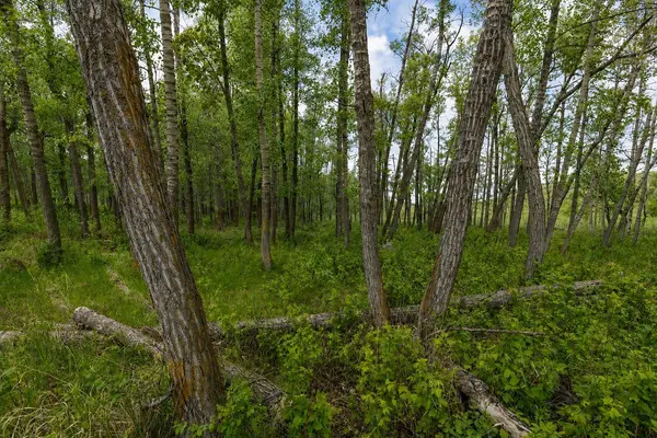 30480 Range Road 12 #16, Rural Mountain View County, AB T0M0N0