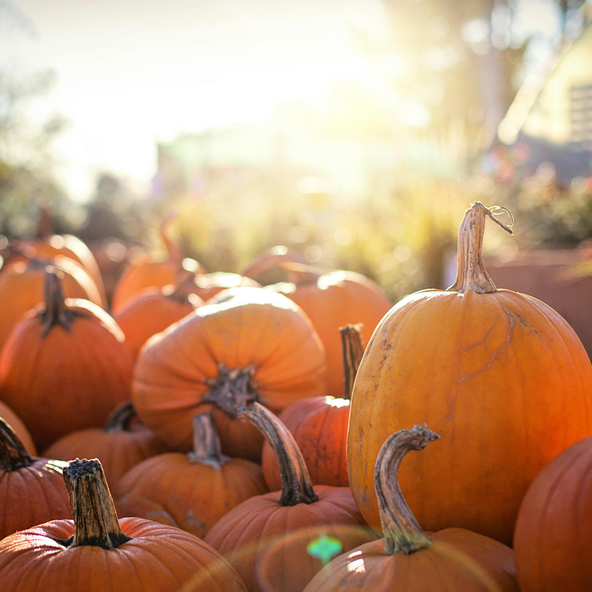 Field of pumpkins in a pumpkin patch