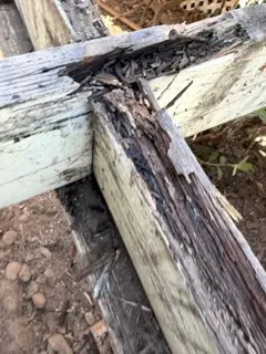 feature image of Termite Report vs. Dry Rot Report: What El Dorado County Sellers Should Know