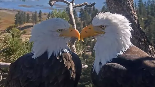 Jackie & Shadow Are Back: How to Watch Big Bear’s Famous Bald Eagles Without Disturbing Them (Or Getting Fined)