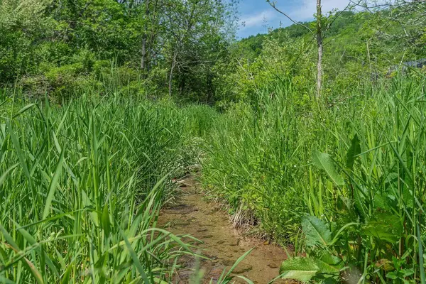 Dog Hollow Road, Cazenovia, WI 53924