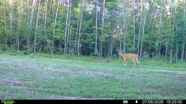 000 Deerborn Dr, Quincy, WI 53934