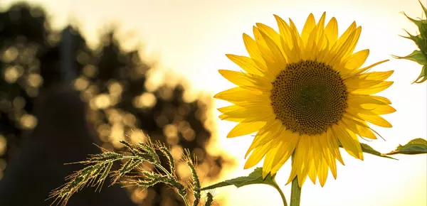 Collin County Inventory: Are New Listings Picking Up?,Christina Money