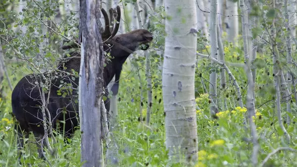 looking-through-aspen-trees-at-bull-moose-at-it-eats-leaves-in-the-mountains-of-utah-SBI-351300000 Large