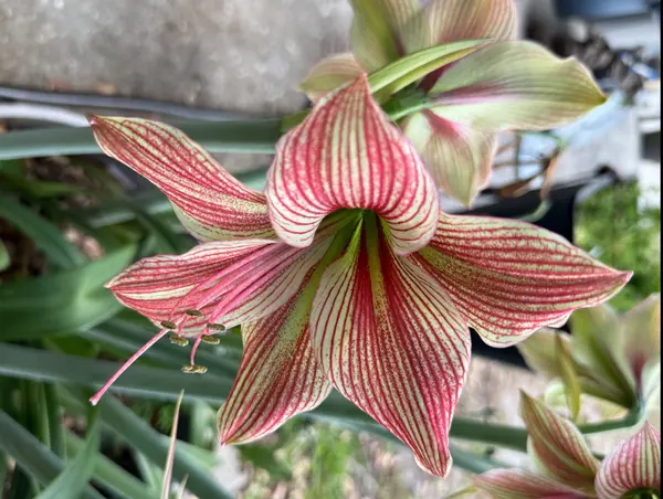 Preparing Your Jacksonville Home for Spring: Essential Tips,Chad Dennis