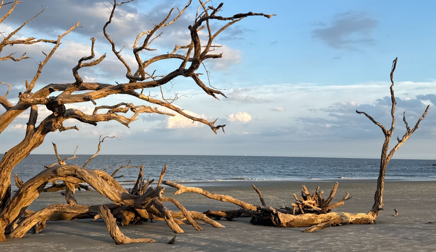 driftwood-beach-jekyll-island-georgia