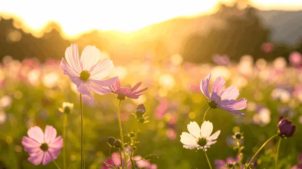 Maximizing Your Sale: My 10-Point Strategic Playbook for Selling This Spring