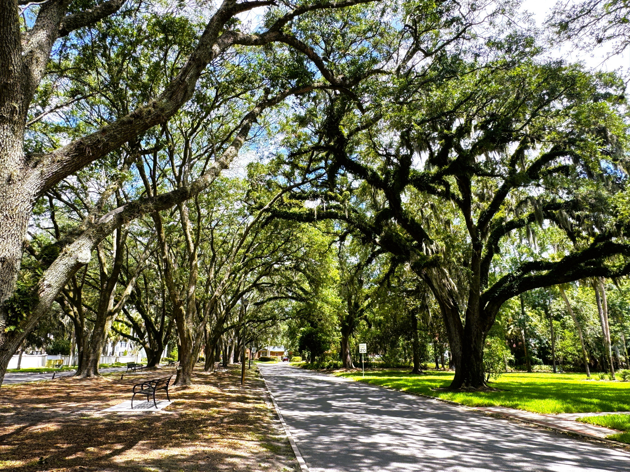 Tree-lined residential street beneath mature oak trees in the historic San Marco neighborhood of Jacksonville, Florida.