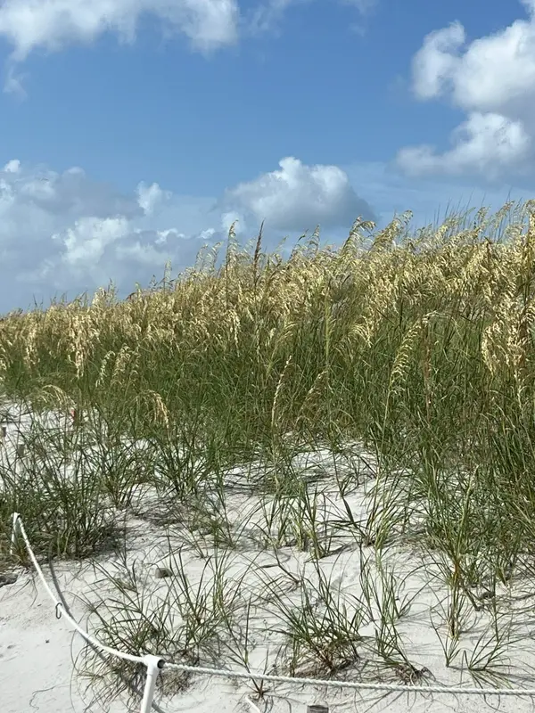 Dunes near the Kathryn Abbey Hannah Park.