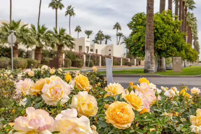 Litchfield Park