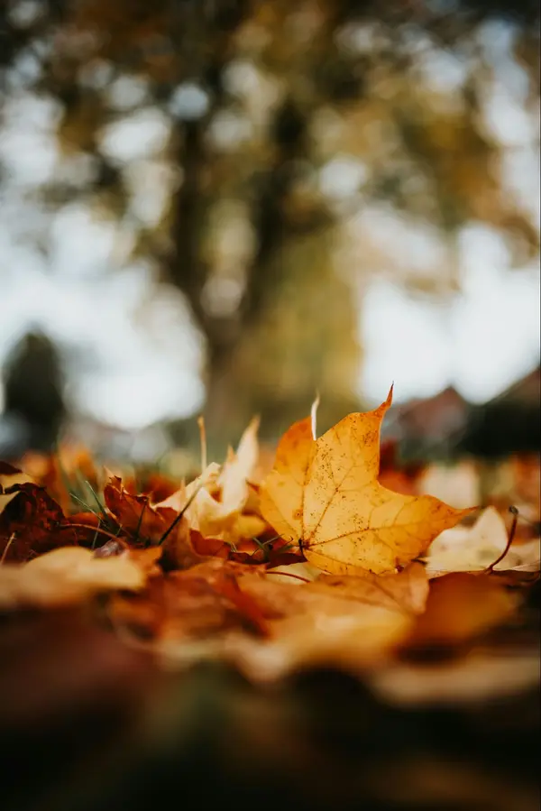 Fall Home Maintenance in Austin: 7 Ways to Prepare Your Home,Monica DiSchiano