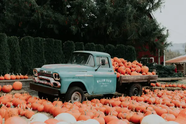 Top 10 Pumpkin Patches in San Diego County for Families (2026),Jeff Nix