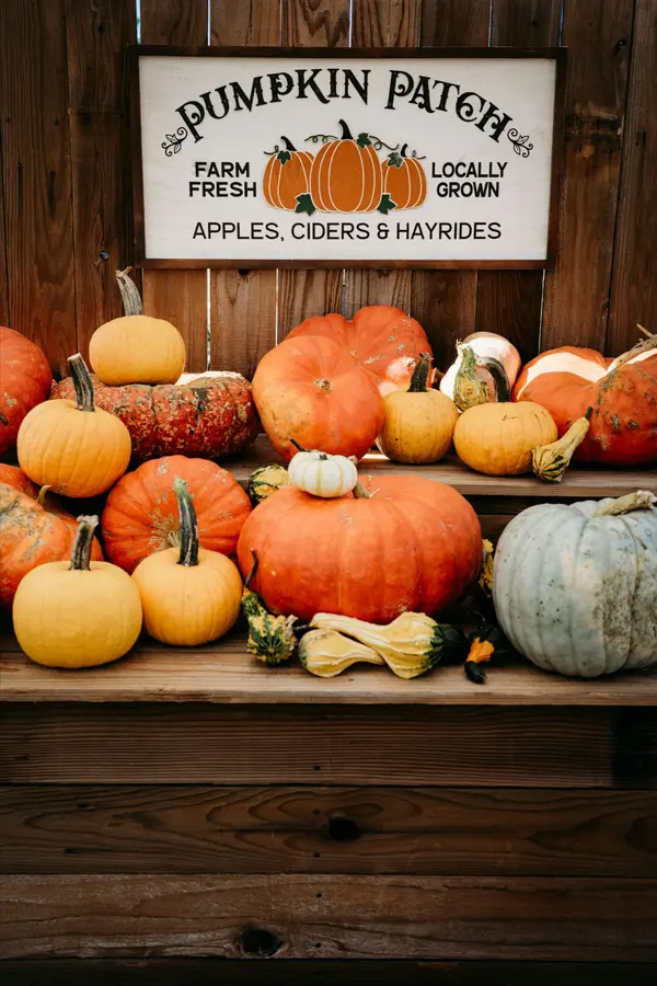 Top 10 Pumpkin Patches in San Diego,Cindy Davis