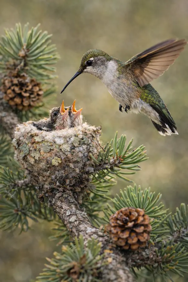 Hummingbird Migration, Nesting & Sugar Water Tips for Backyard Bird Lovers