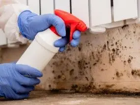 feature image of Mold | Is it the Boogie Man?