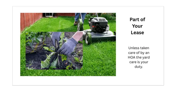 feature image of Yard Care