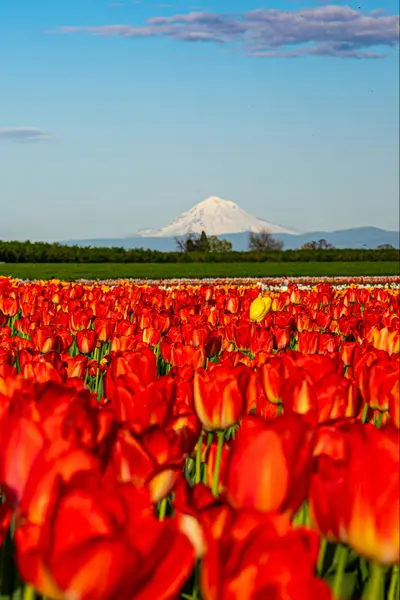 Woodburn