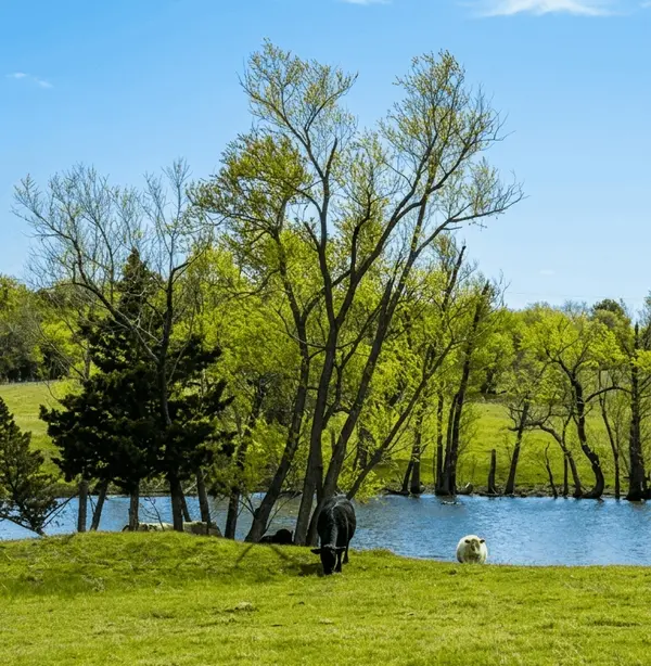 feature image of How an Ag Exemption Saves You Money on North Texas Acreage