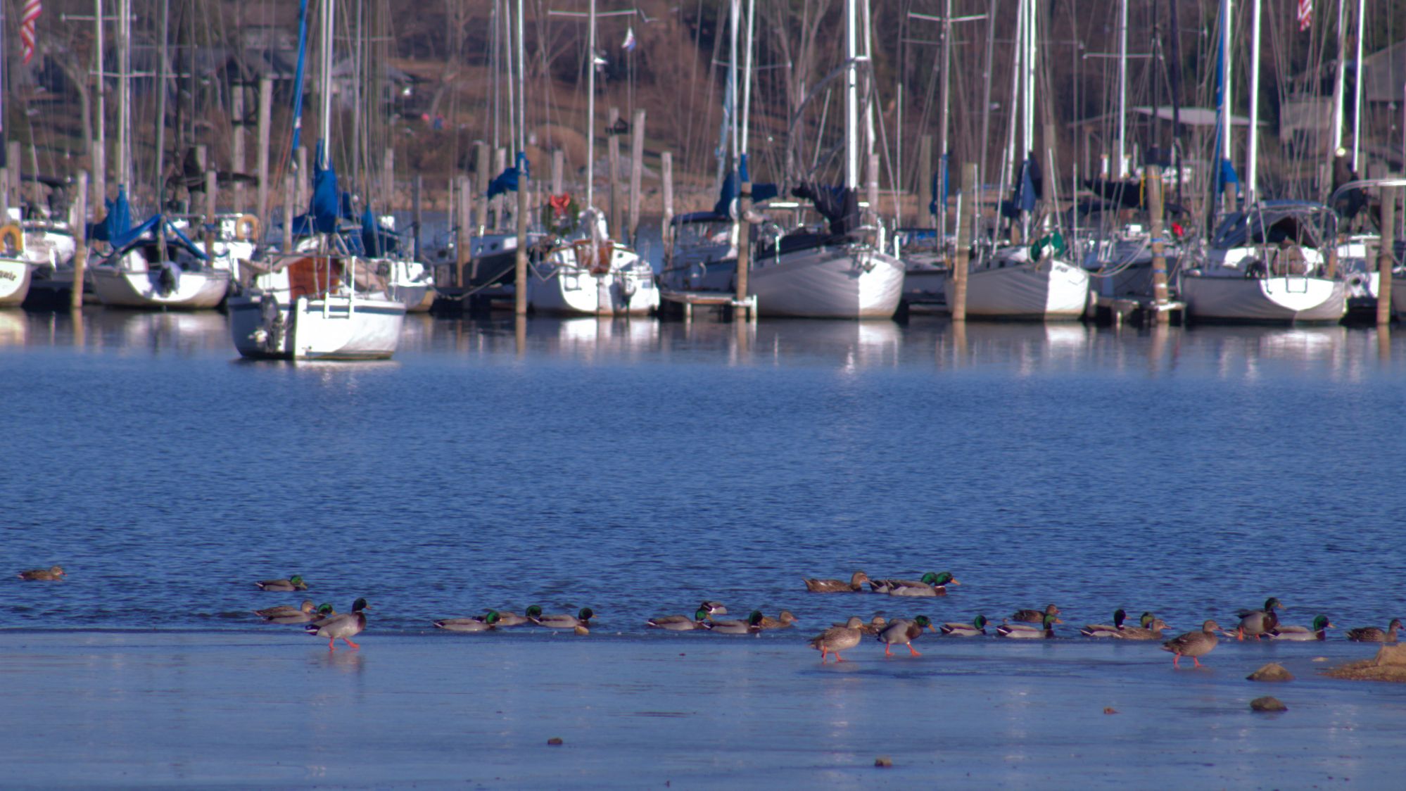 Farragut Tennessee homes for sale Knox County upscale suburban real estate