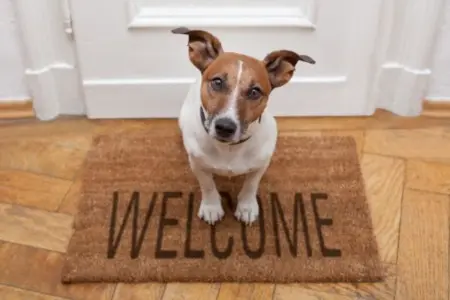 Capturing Pet-Loving Buyers: Selling Your Pet-Friendly Home,Laura McMillan