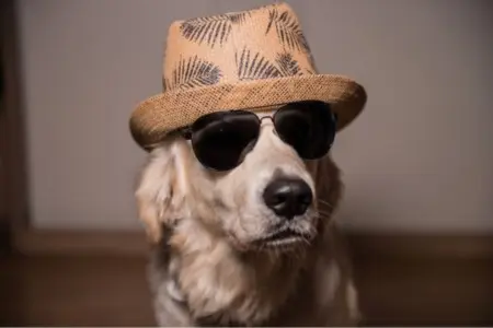 Home Buying with a Dog: Making the Right Decision,Laura McMillan