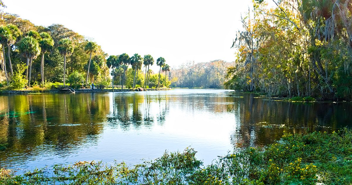Crystal clear spring water surrounded by palm trees and cypress at Silver Springs Florida in Marion County