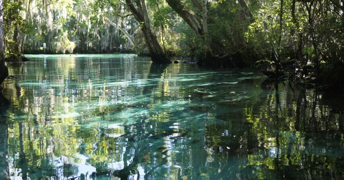 Crystal clear spring-fed waterway with Spanish moss and cypress trees near Floral City Florida Citrus County