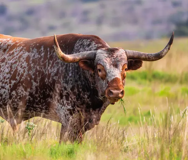 cow in field eating grass