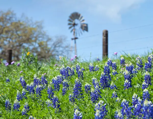 bluebonnets and windmill in texas
