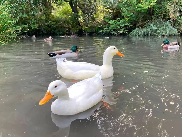 ducks-in-pond