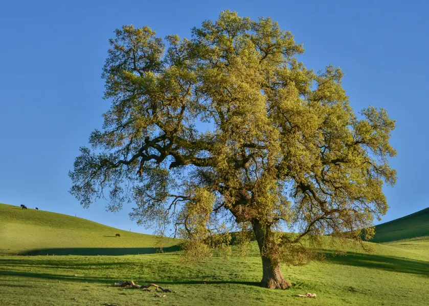 Haggin Oaks