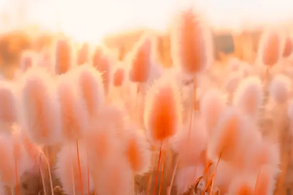 Unveiling the Essence of PANTONE 13-1023 Peach Fuzz: Your Guide to the Pantone Color of the Year 2024,Aponte Group