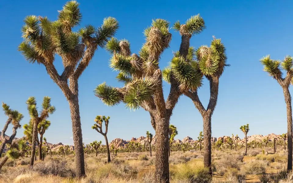 Joshua Tree
