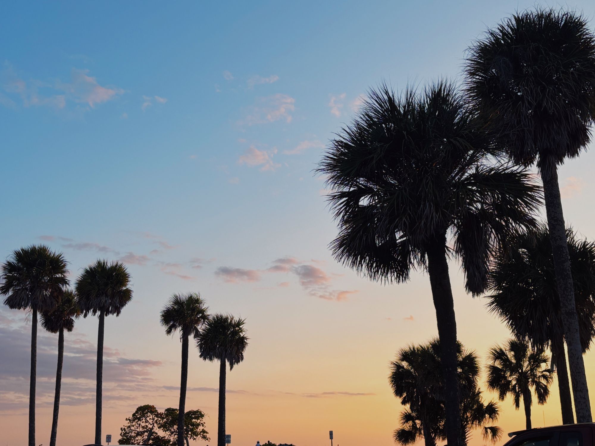 Palm Trees New Port Richey